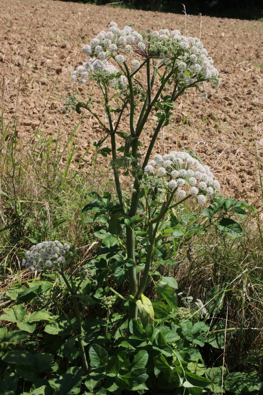 randonnée fore pyrénées angelica sylvestris